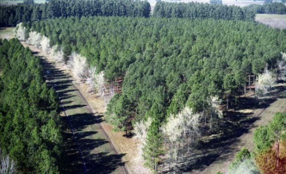 Harvard vende campos en Uruguay por US$ 120 millones