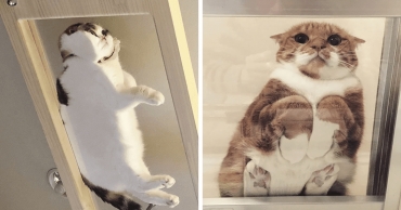 Estas fotos adorables convencerán a todos los dueños de gatos de comprar una mesa de vidrio